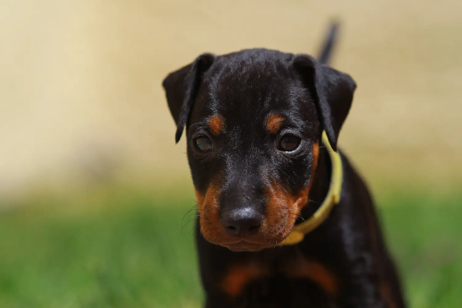 Een Manchester Terrier puppy kopen betekent verantwoordelijkheid nemen! Manchester Terrier puppy kopen.