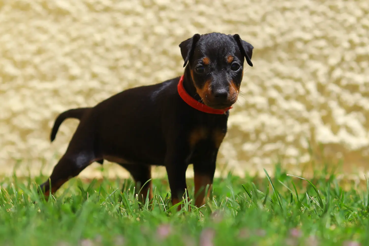 Een Manchester Terrier puppy kopen betekent verantwoordelijkheid nemen! Manchester Terrier puppy kopen.