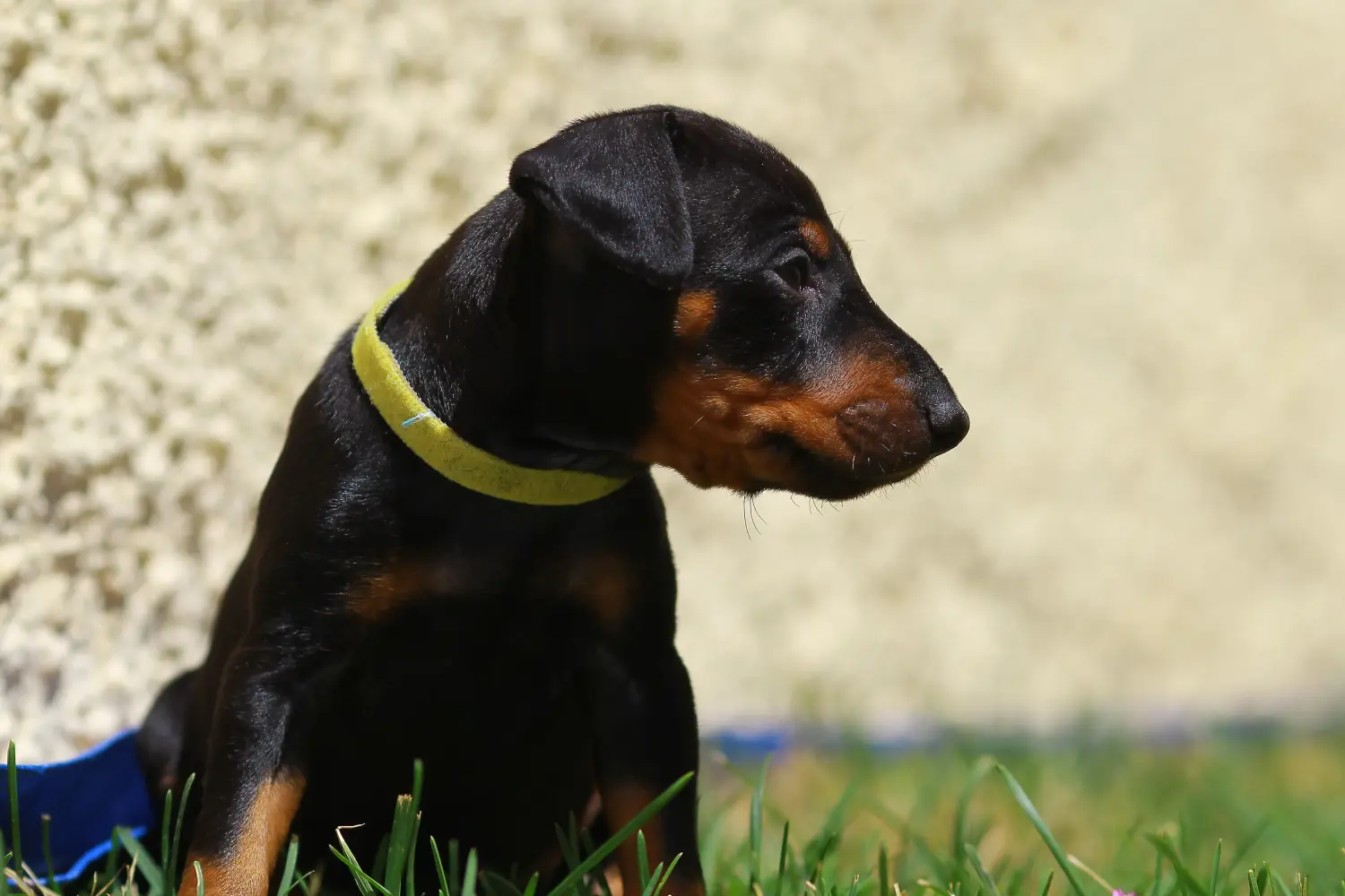 Een Manchester Terrier puppy kopen betekent verantwoordelijkheid nemen! Manchester Terrier puppy kopen.