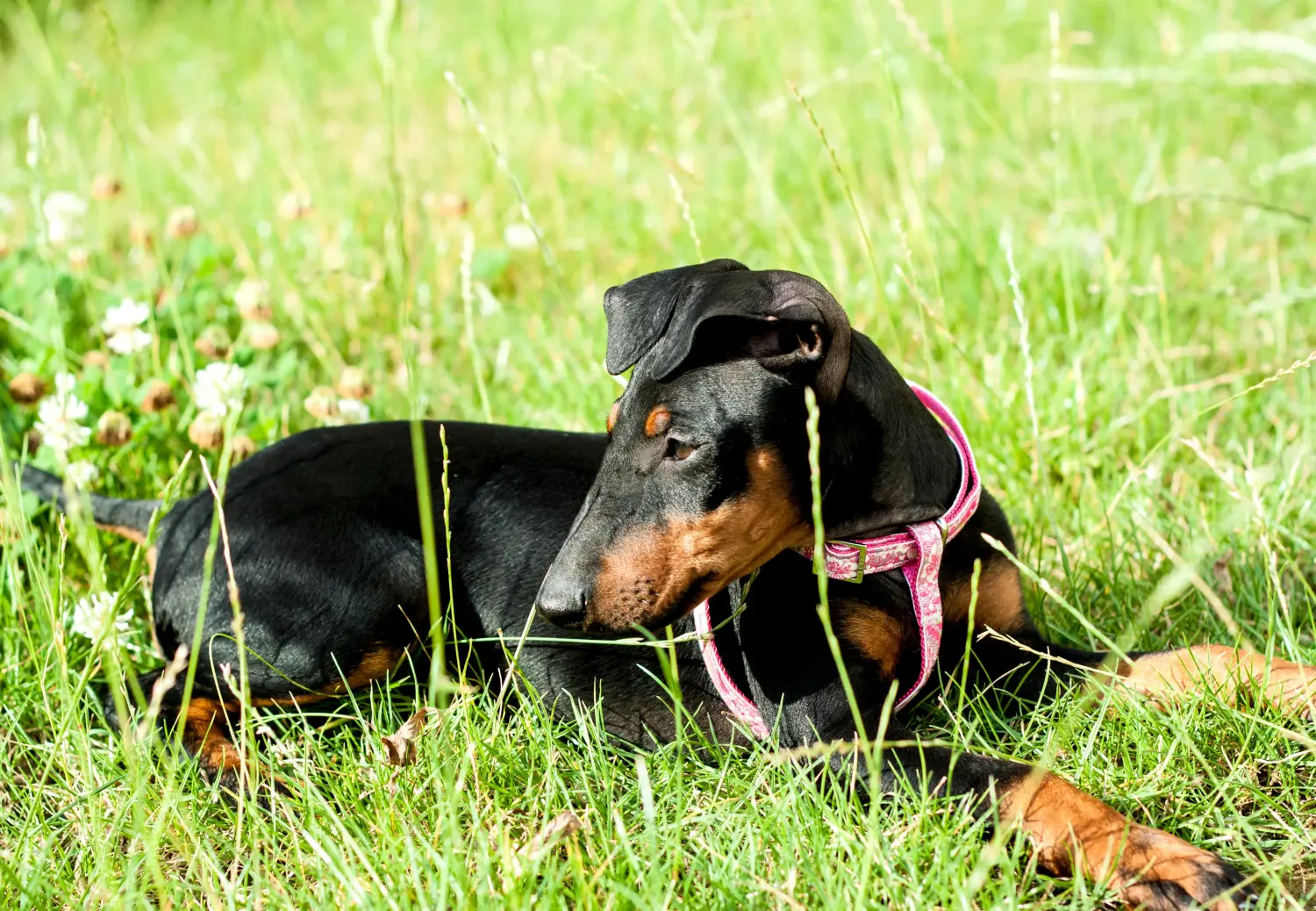 Een Manchester Terrier puppy kopen betekent verantwoordelijkheid nemen! Manchester Terrier puppy kopen.