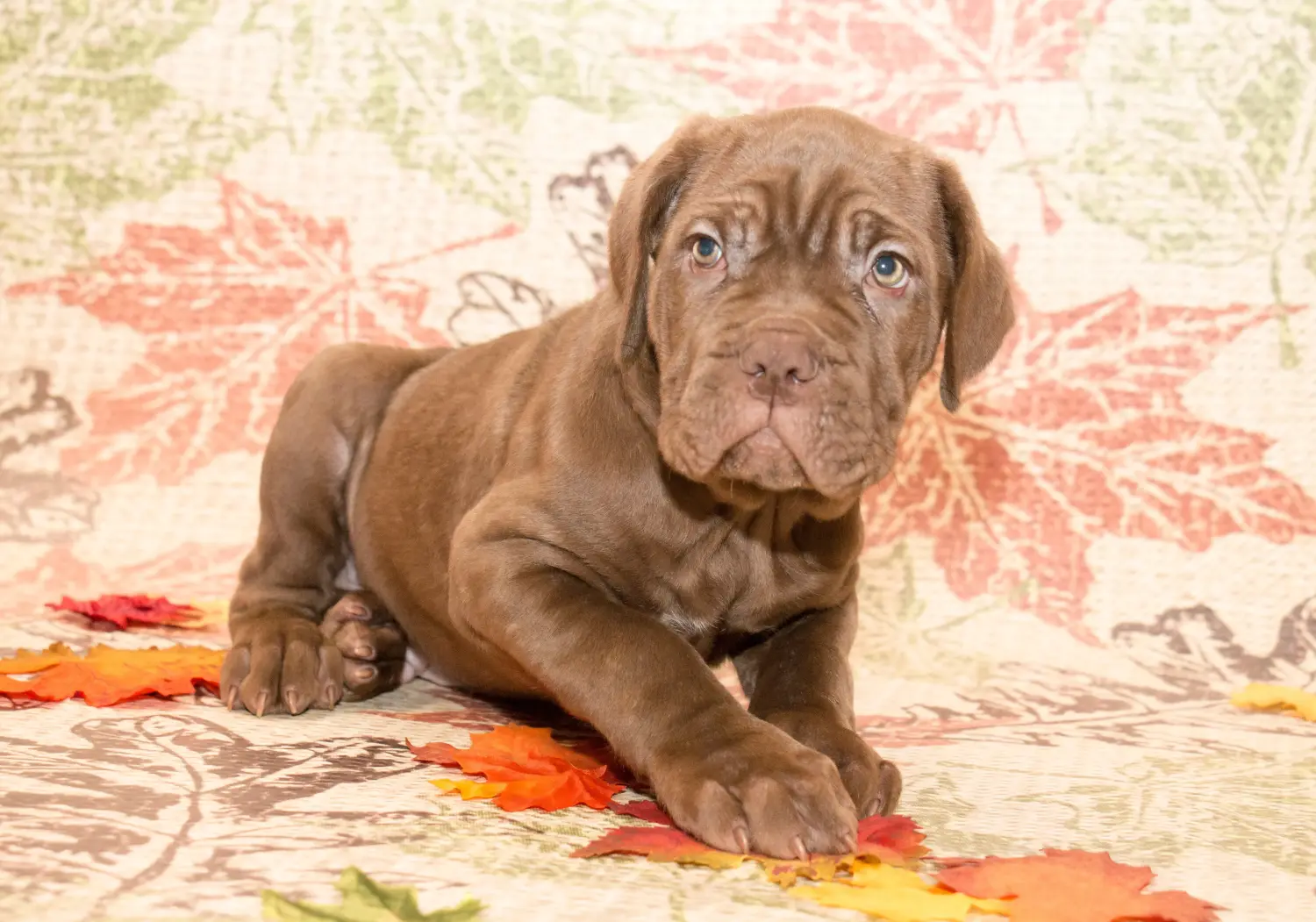 Een Mastino Napoletano puppy kopen betekent verantwoordelijkheid nemen! Mastino Napoletano puppy kopen.