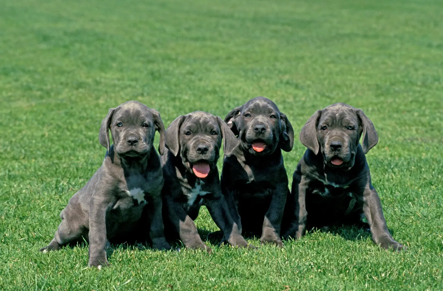 Een Mastino Napoletano puppy kopen betekent verantwoordelijkheid nemen! Mastino Napoletano puppy kopen.