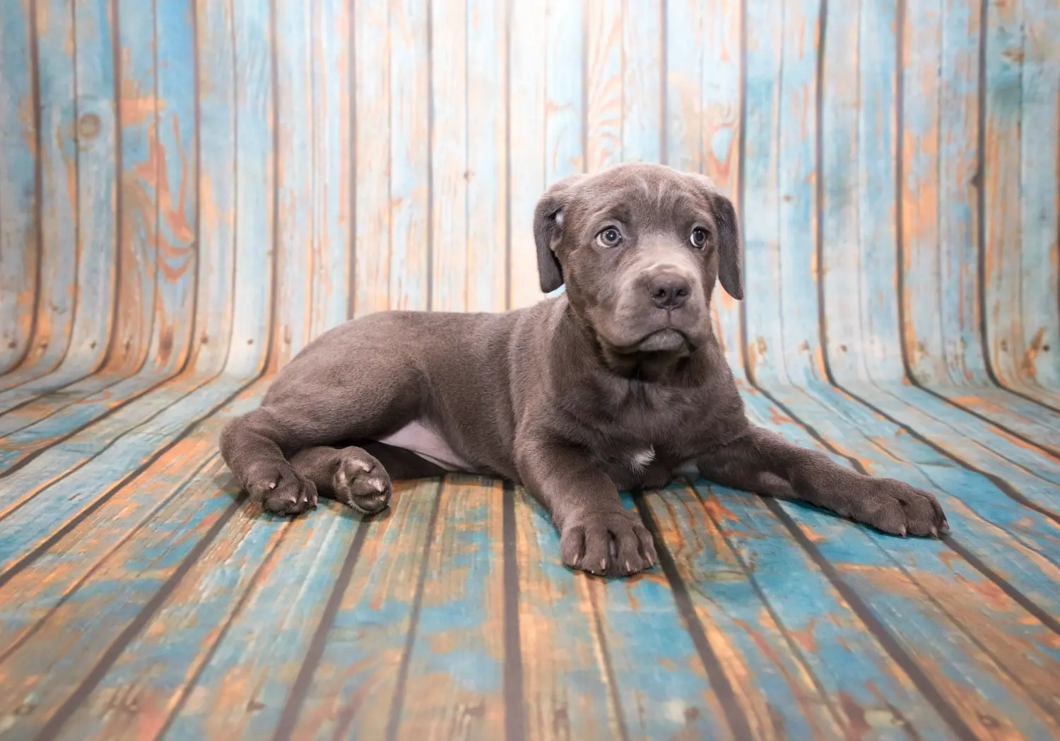 Een Mastino Napoletano puppy kopen betekent verantwoordelijkheid nemen! Mastino Napoletano puppy kopen.