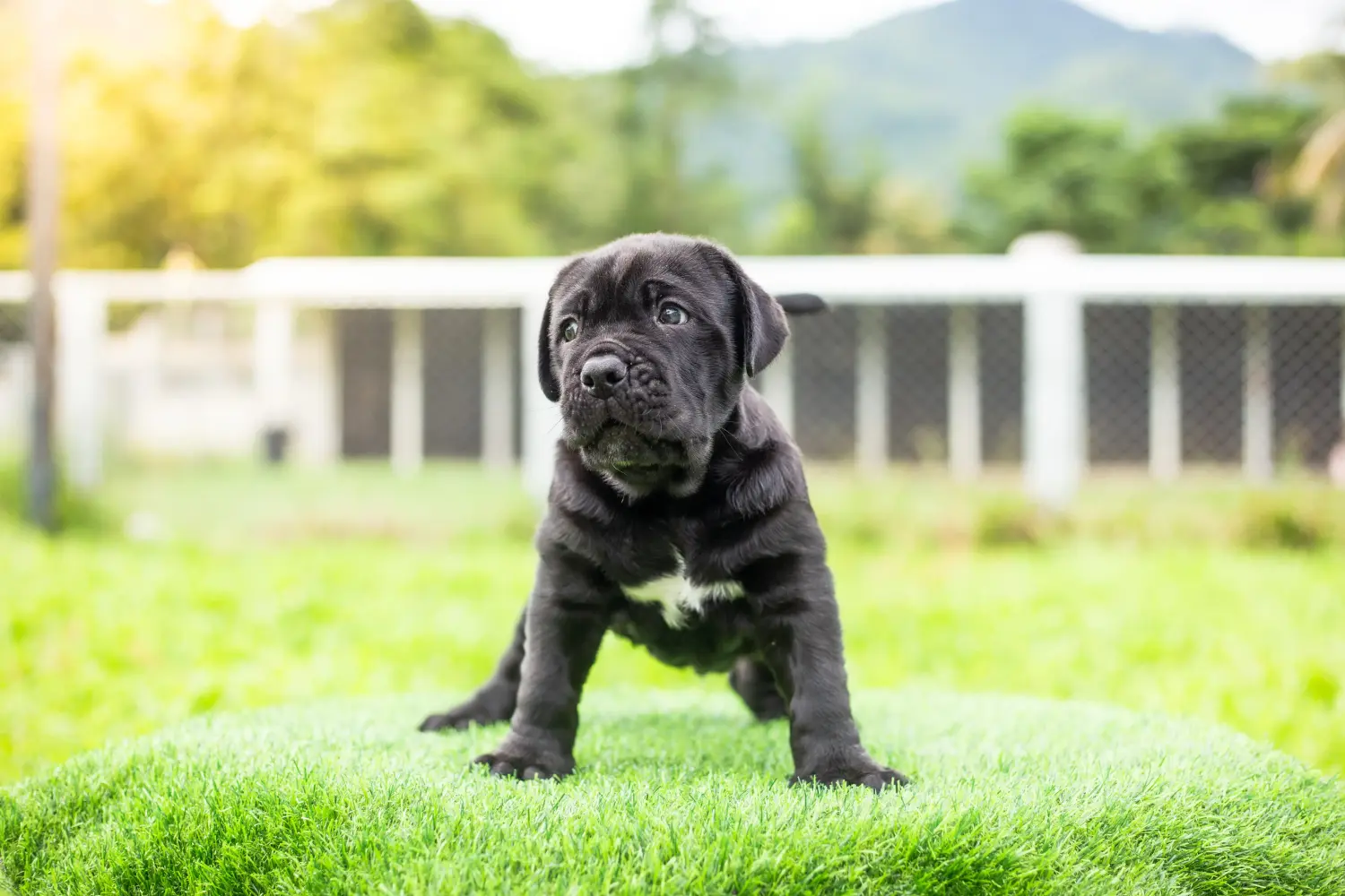 Een Mastino Napoletano puppy kopen betekent verantwoordelijkheid nemen! Mastino Napoletano puppy kopen.