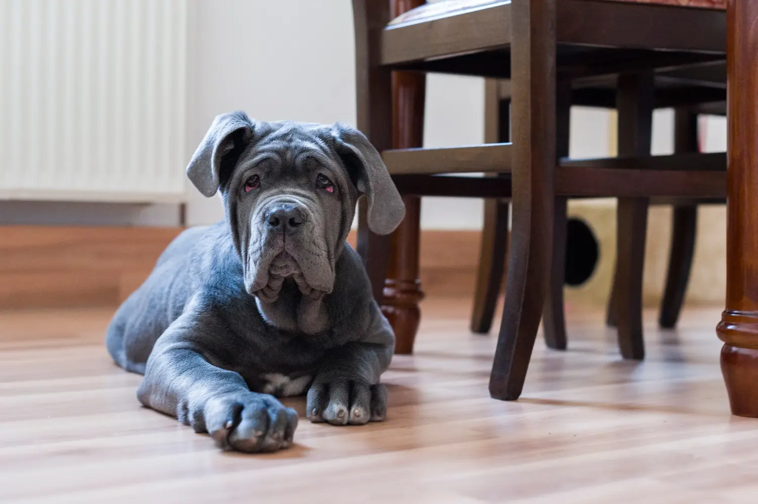 Een Mastino Napoletano puppy kopen betekent verantwoordelijkheid nemen! Mastino Napoletano puppy kopen.
