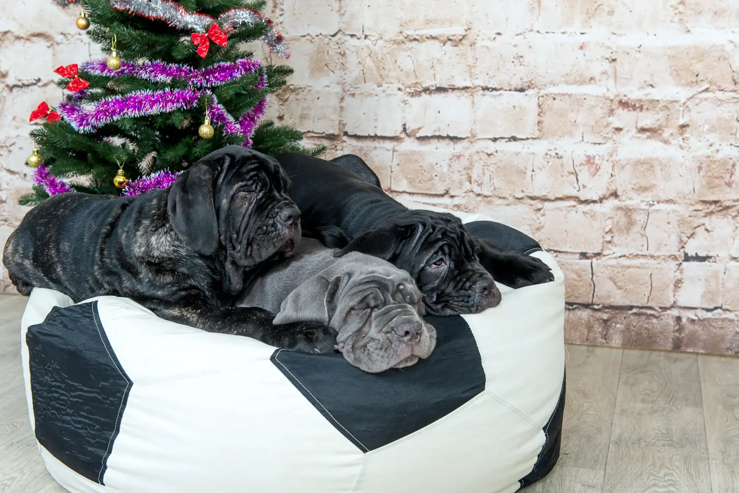 Een Mastino Napoletano puppy kopen betekent verantwoordelijkheid nemen! Mastino Napoletano puppy kopen.