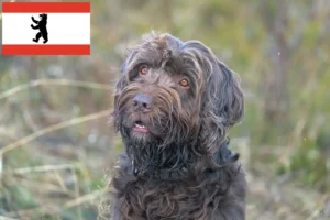 Lees meer over het artikel Pudelpointer fokkers en pups in Berlijn