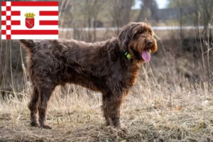 Lees meer over het artikel Pudelpointer fokkers en pups in Bremen