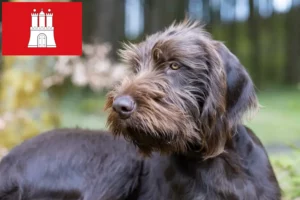 Lees meer over het artikel Pudelpointer fokkers en pups in Hamburg