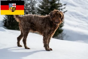 Lees meer over het artikel Pudelpointer fokkers en pups in Saarland