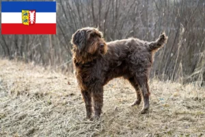 Lees meer over het artikel Pudelpointer fokkers en pups in Sleeswijk-Holstein