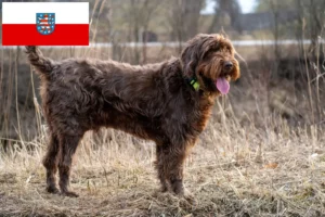 Lees meer over het artikel Pudelpointer fokkers en pups in Thüringen