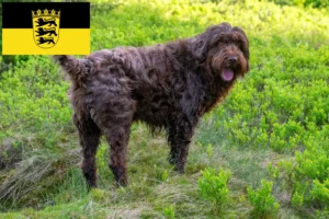 Lees meer over het artikel Pudelpointer fokkers en pups in Baden-Württemberg