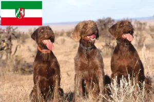 Lees meer over het artikel Pudelpointer fokkers en pups in Noordrijn-Westfalen