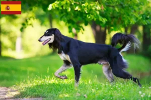 Lees meer over het artikel Saluki fokkers en puppies in Spanje