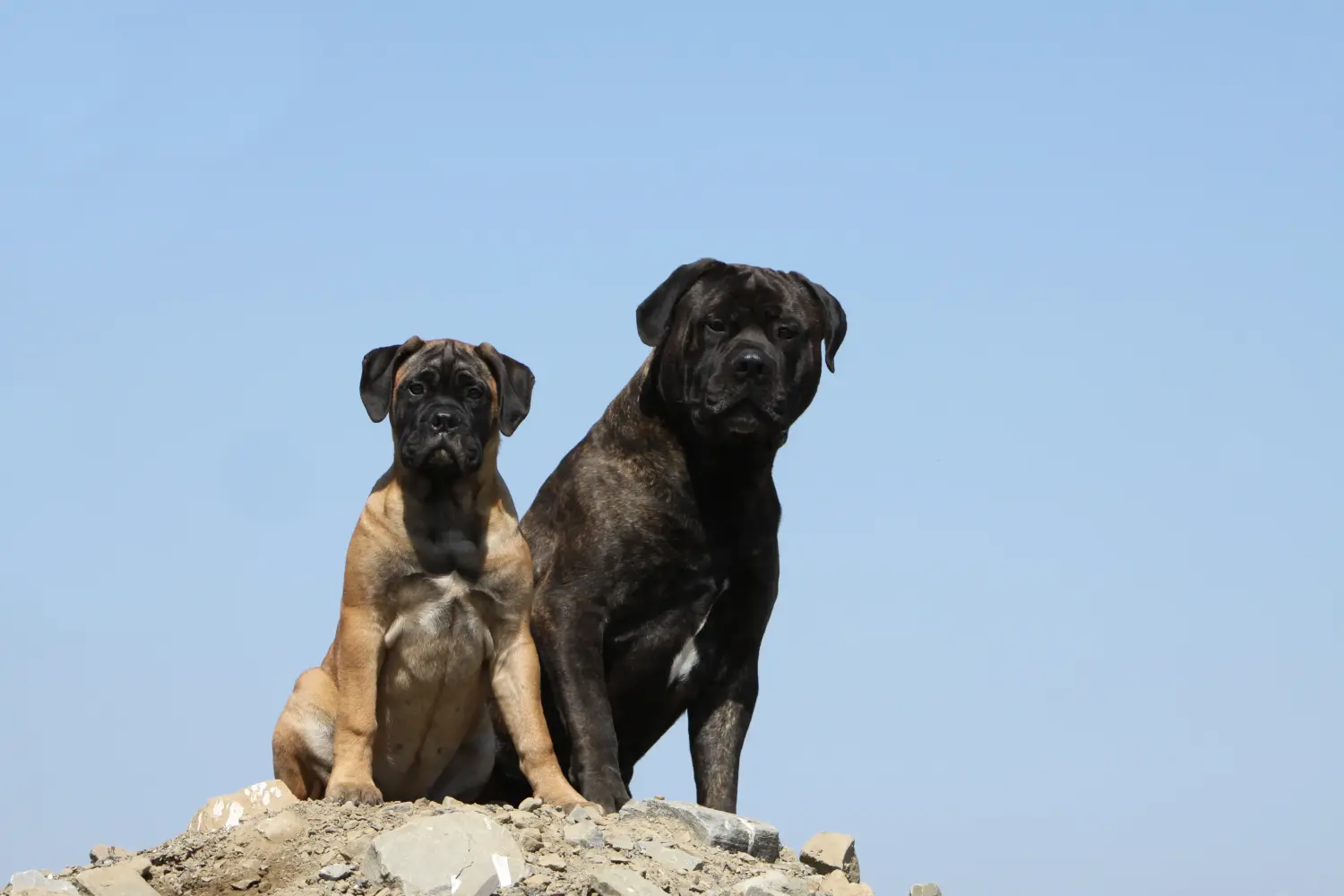 Een Bullmastiff puppy kopen betekent verantwoordelijkheid nemen! Bullmastiff puppy kopen.