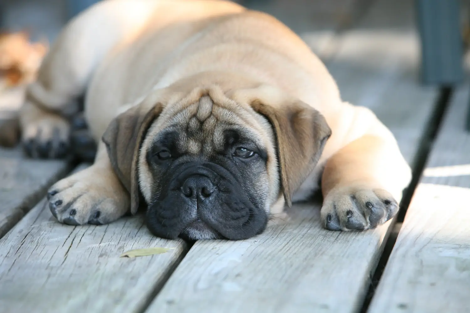 Een Bullmastiff puppy kopen betekent verantwoordelijkheid nemen! Bullmastiff puppy kopen.