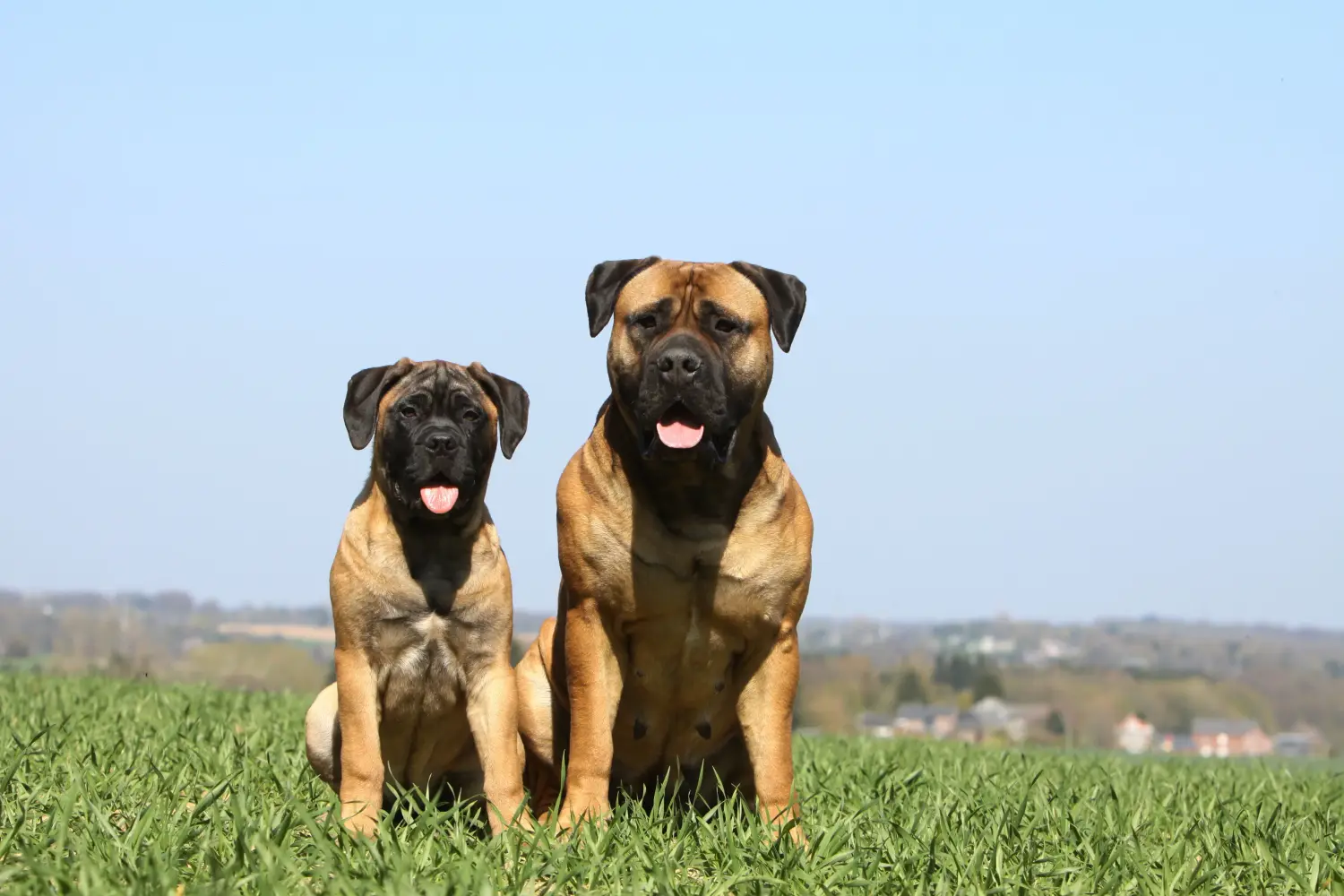 Een Bullmastiff puppy kopen betekent verantwoordelijkheid nemen! Bullmastiff puppy kopen.