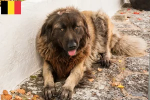 Lees meer over het artikel Cão Da Serra Da Estrela fokkers en puppies in België
