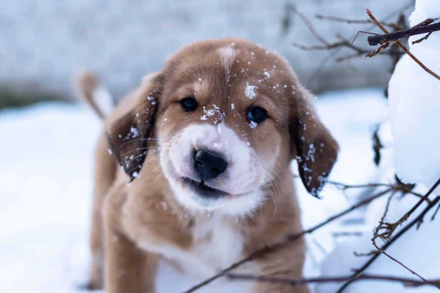 Een puppy van de Centraal-Aziatische Herder kopen betekent verantwoordelijkheid nemen! Centraal-Aziatische Herder puppy's kopen.