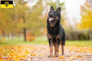 Lees meer over het artikel Chodský pes fokkers en puppies in Baden-Württemberg