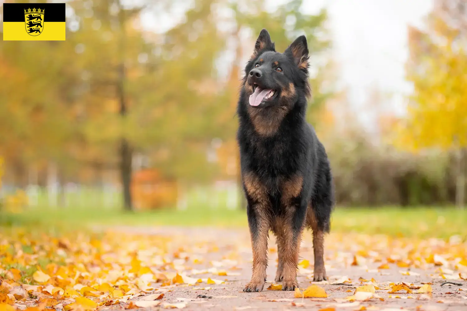 Lees meer over het artikel Chodský pes fokkers en puppies in Baden-Württemberg