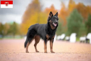 Lees meer over het artikel Chodský pes fokkers en puppies in Brandenburg