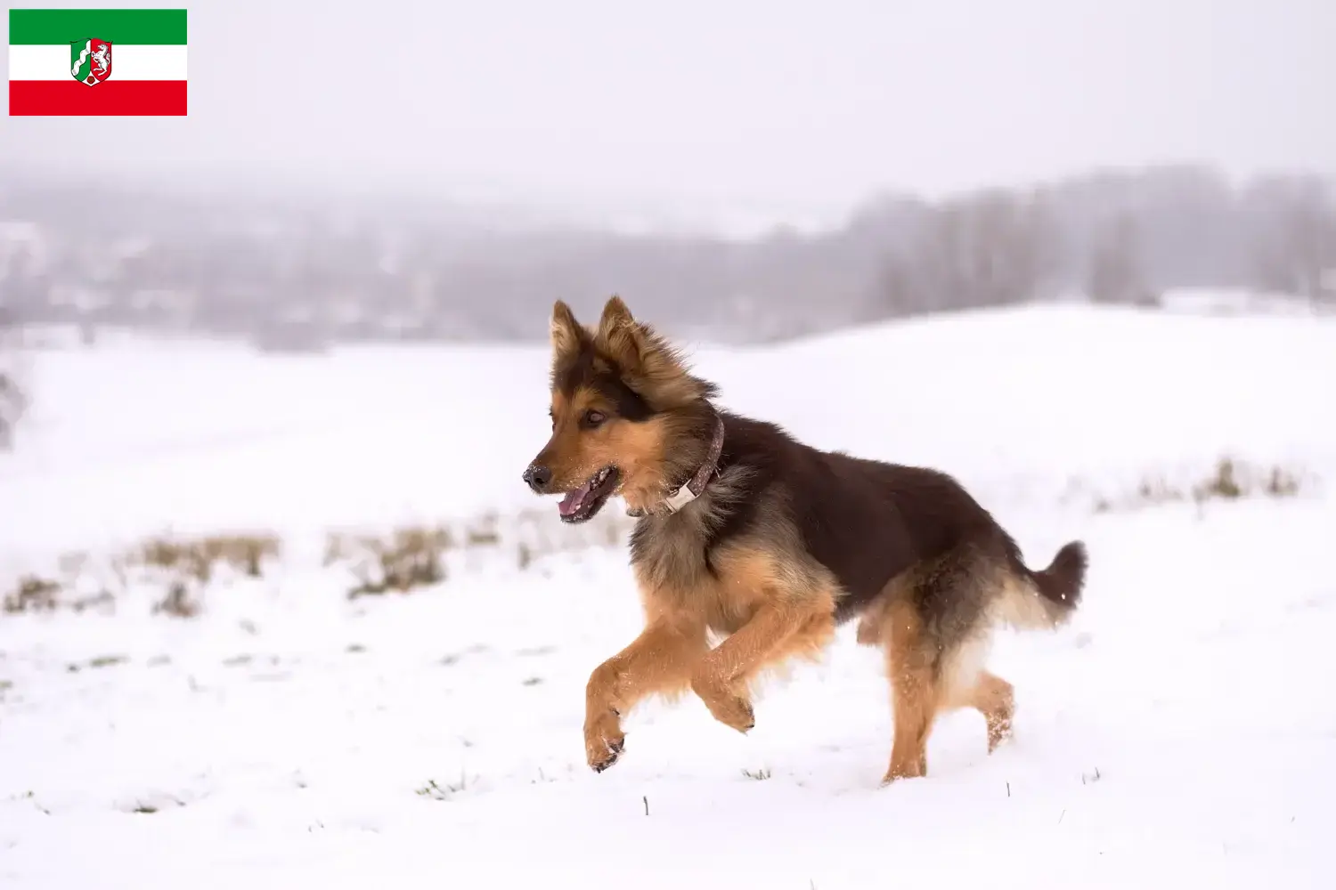 Chodský puppies en fokkers Noordrijn-Westfalen Hier vind je Chodský pes fokkers in Noordrijn-Westfalen.