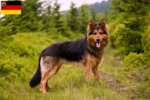 Lees meer over het artikel Chodský pes fokkers en puppies in Rijnland-Palts