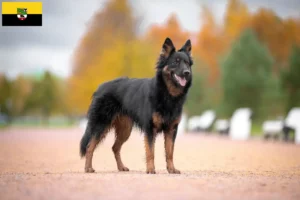 Lees meer over het artikel Chodský pes fokkers en pups in Saksen-Anhalt