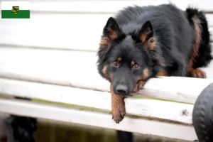 Lees meer over het artikel Chodský pes fokkers en pups in Saksen