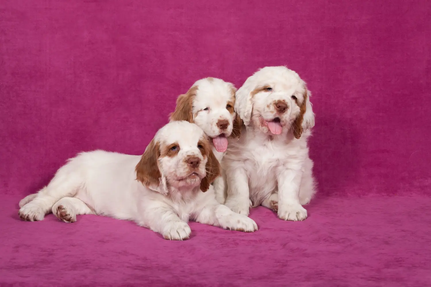 Een Clumber Spaniel puppy kopen betekent verantwoordelijkheid nemen! Clumber Spaniel puppy kopen.