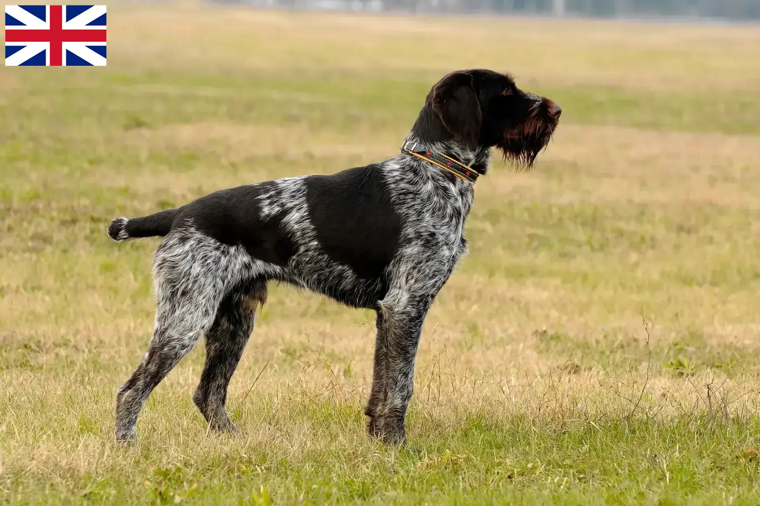 Lees meer over het artikel Duitse Draadhaar fokkers en puppies in Groot-Brittannië