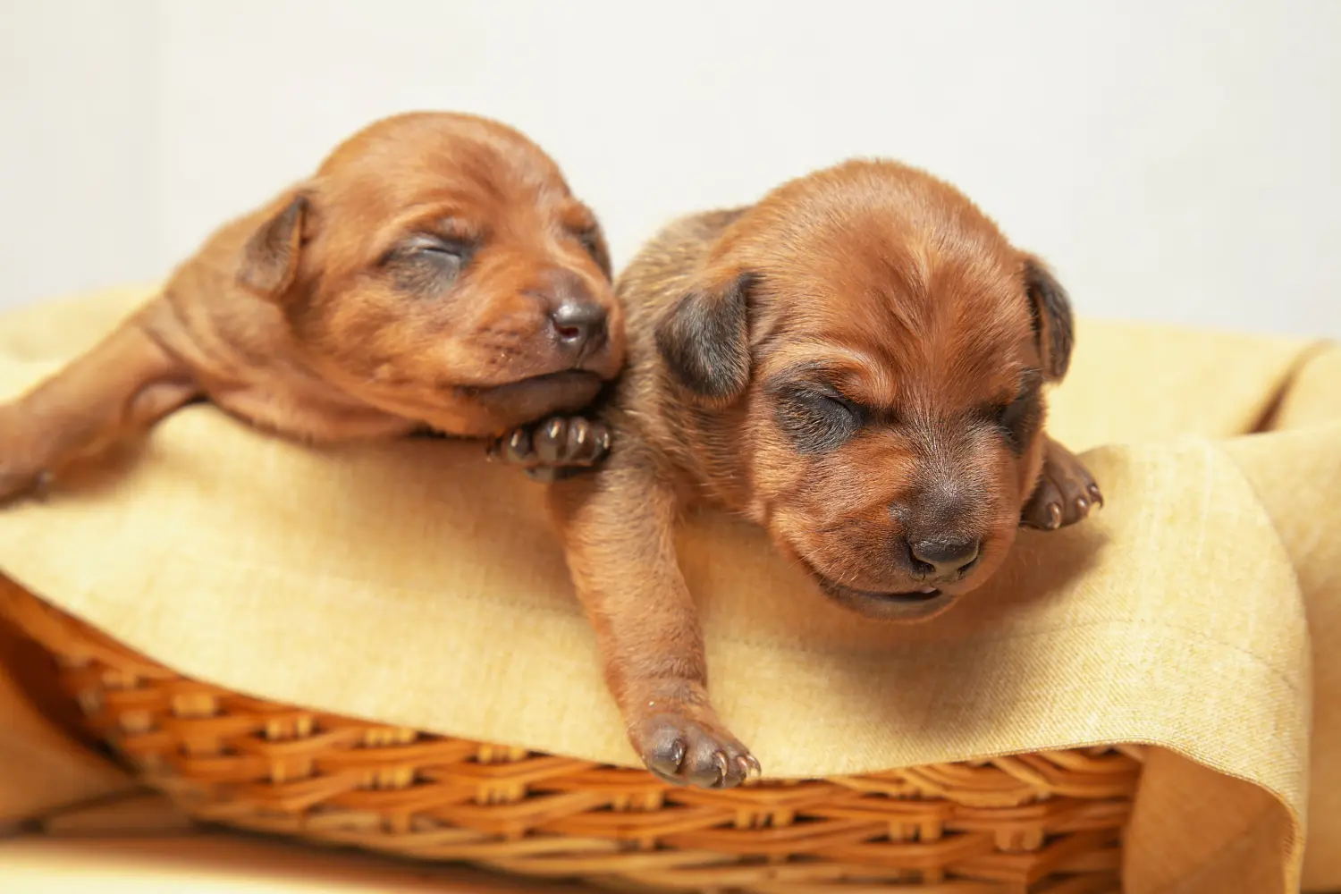 Een Dwergpinscher puppy kopen betekent verantwoordelijkheid nemen! Dwergpinscher puppy's kopen.