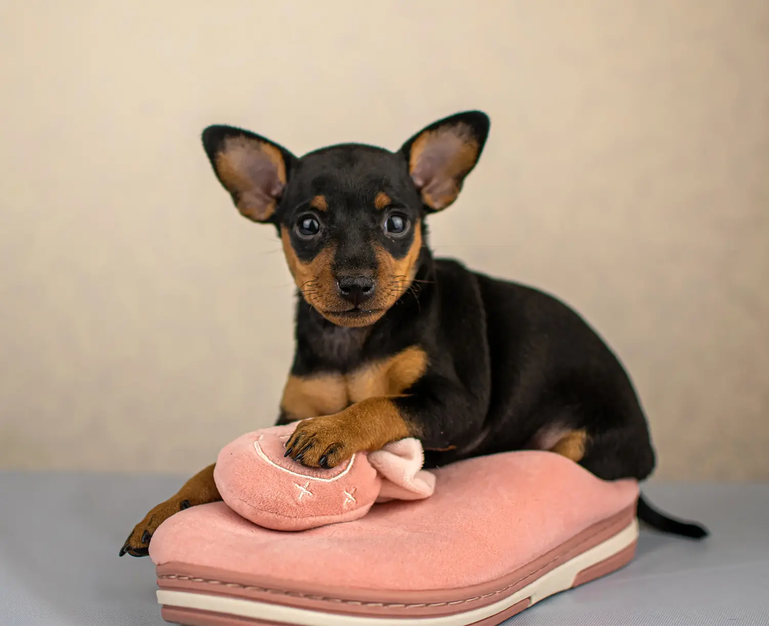 Een Dwergpinscher puppy kopen betekent verantwoordelijkheid nemen! Dwergpinscher puppy's kopen.