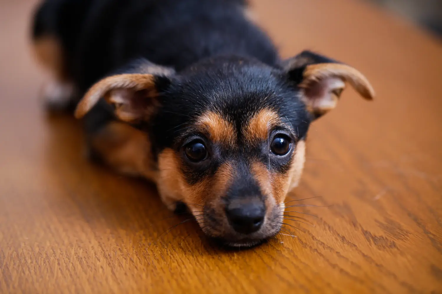 Een Dwergpinscher puppy kopen betekent verantwoordelijkheid nemen! Dwergpinscher puppy's kopen.