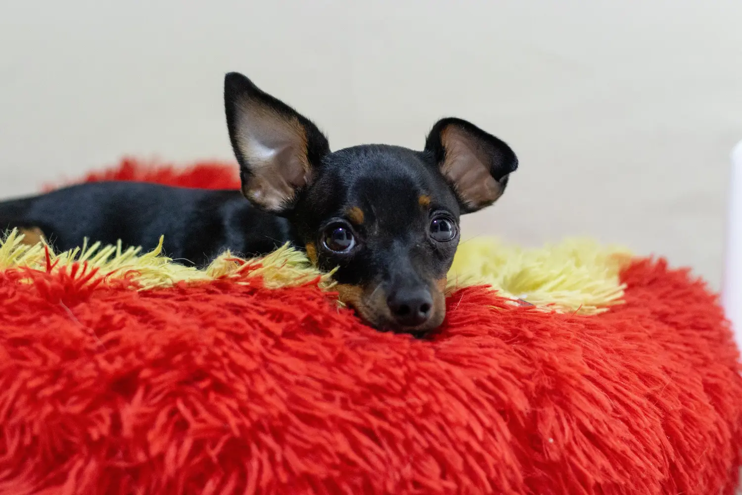 Een Dwergpinscher puppy kopen betekent verantwoordelijkheid nemen! Dwergpinscher puppy's kopen.