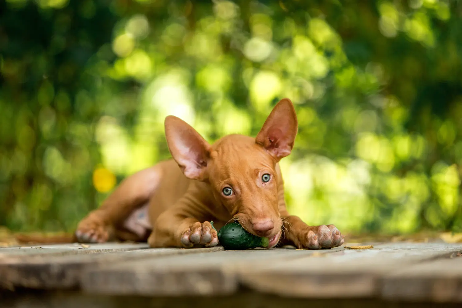 Een Pharaoh Hound puppy kopen betekent verantwoordelijkheid nemen! Faraohond puppy's kopen.