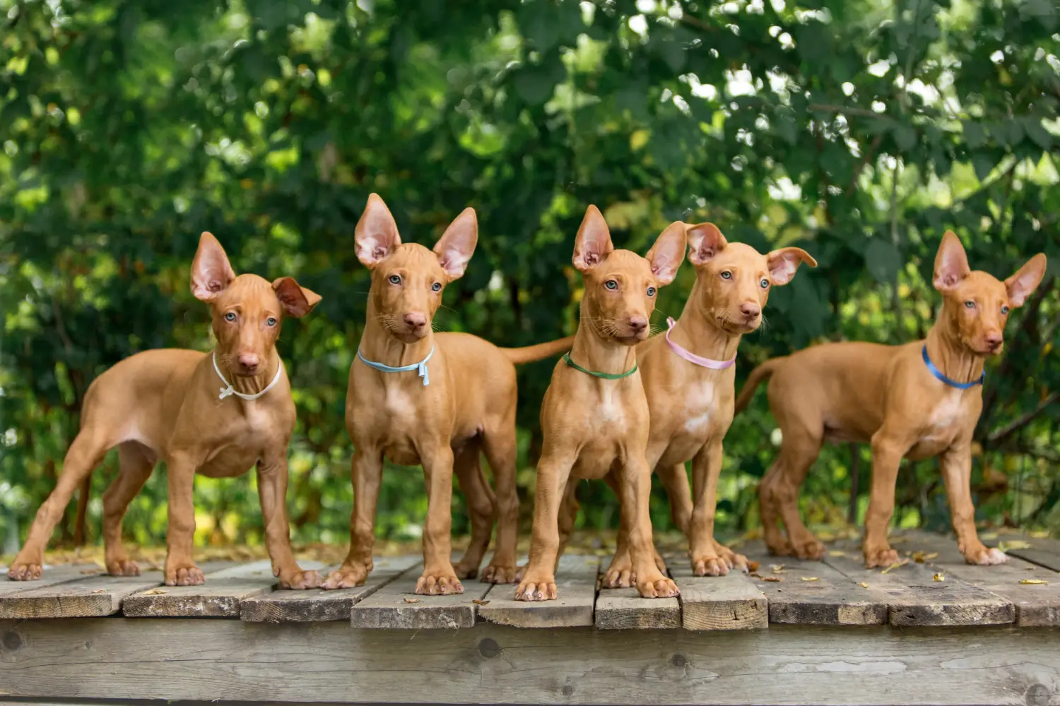 Een Pharaoh Hound puppy kopen betekent verantwoordelijkheid nemen! Faraohond puppy's kopen.