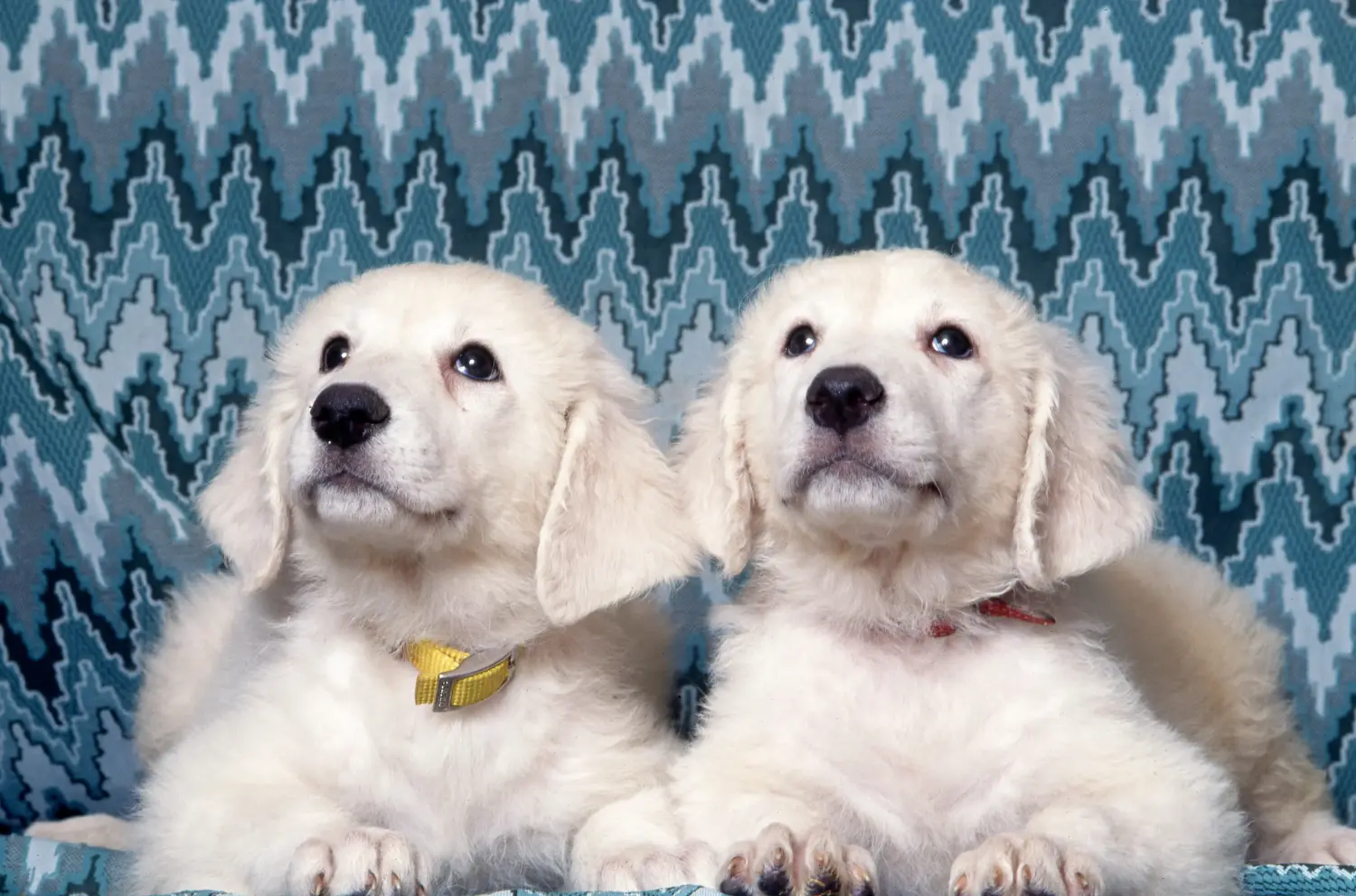 Een Kuvasz puppy kopen betekent verantwoordelijkheid nemen! Kuvasz puppy kopen.