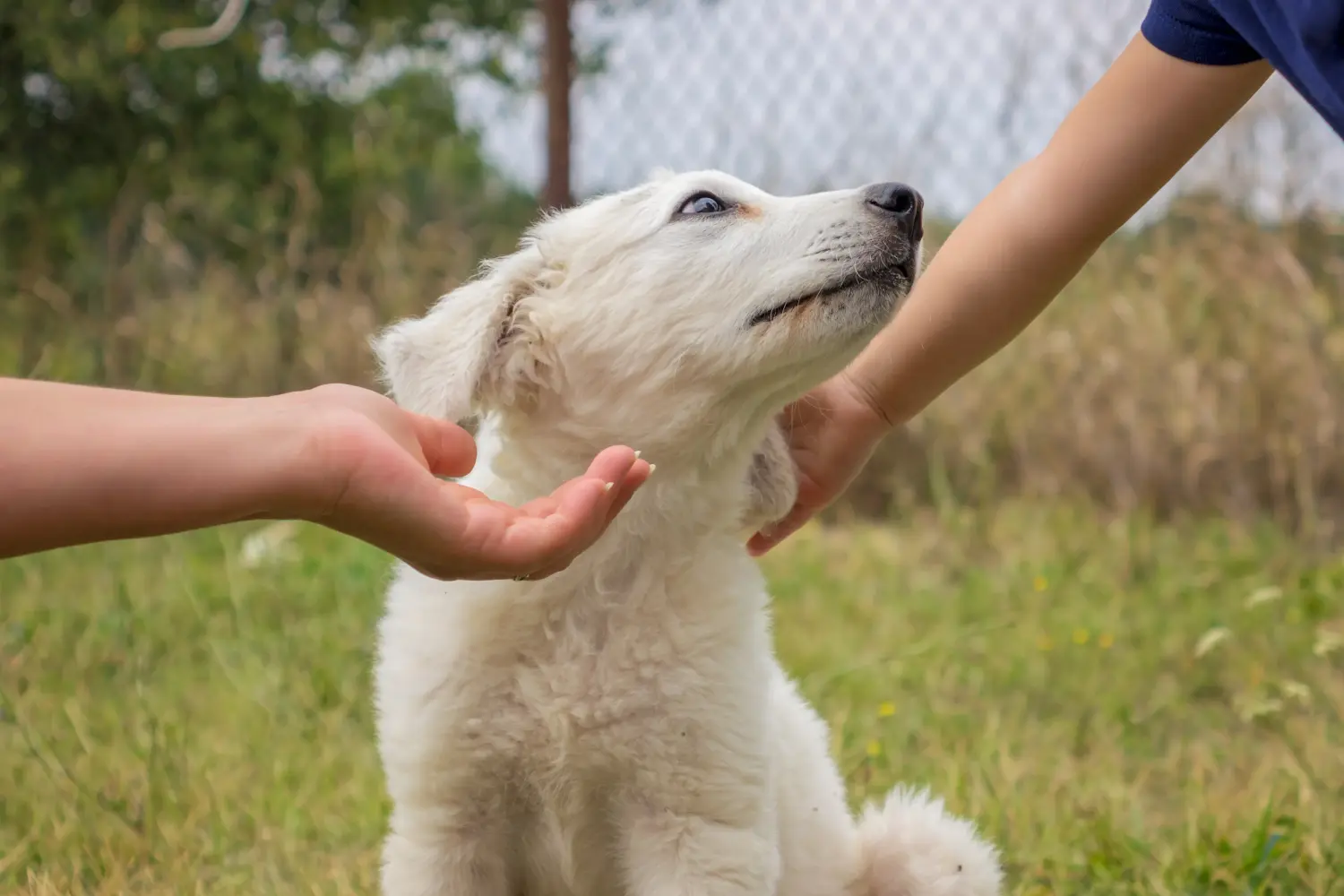 Een Kuvasz puppy kopen betekent verantwoordelijkheid nemen! Kuvasz puppy kopen.