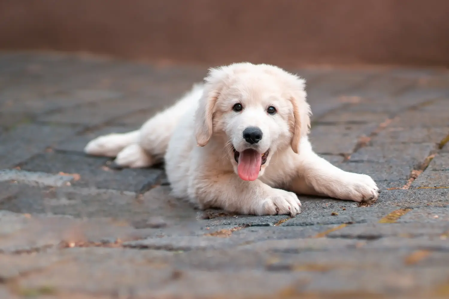 Een Kuvasz puppy kopen betekent verantwoordelijkheid nemen! Kuvasz puppy kopen.