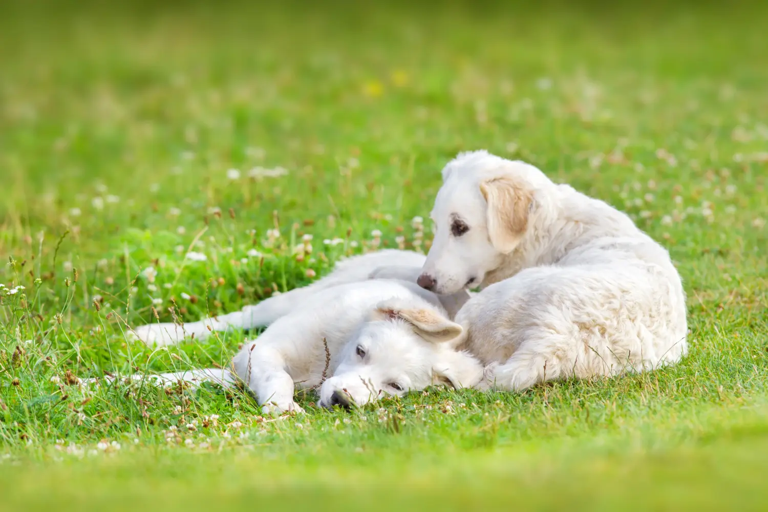 Een Kuvasz puppy kopen betekent verantwoordelijkheid nemen! Kuvasz puppy kopen.