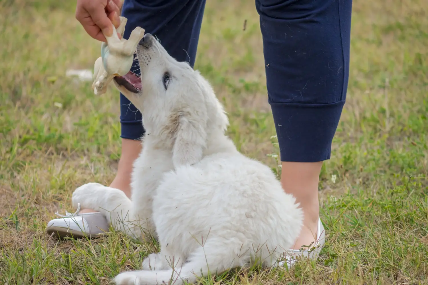 Een Kuvasz puppy kopen betekent verantwoordelijkheid nemen! Kuvasz puppy kopen.
