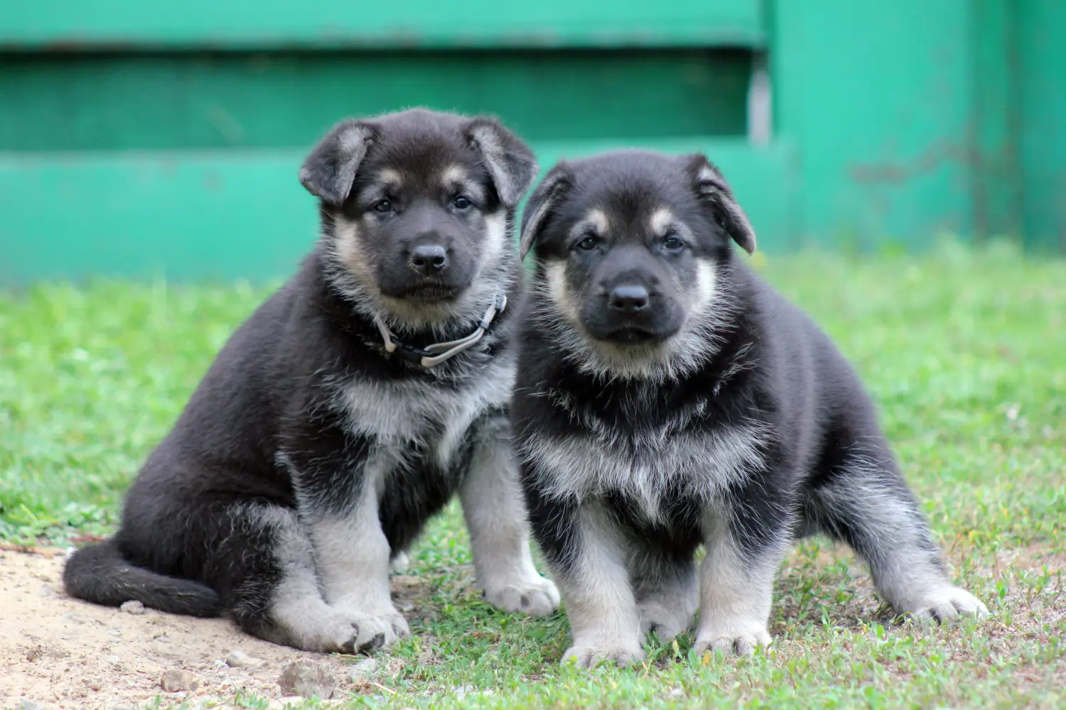 Een Oost-Europese Herder puppy kopen betekent verantwoordelijkheid nemen! Oost-Europese Herder puppy's kopen.