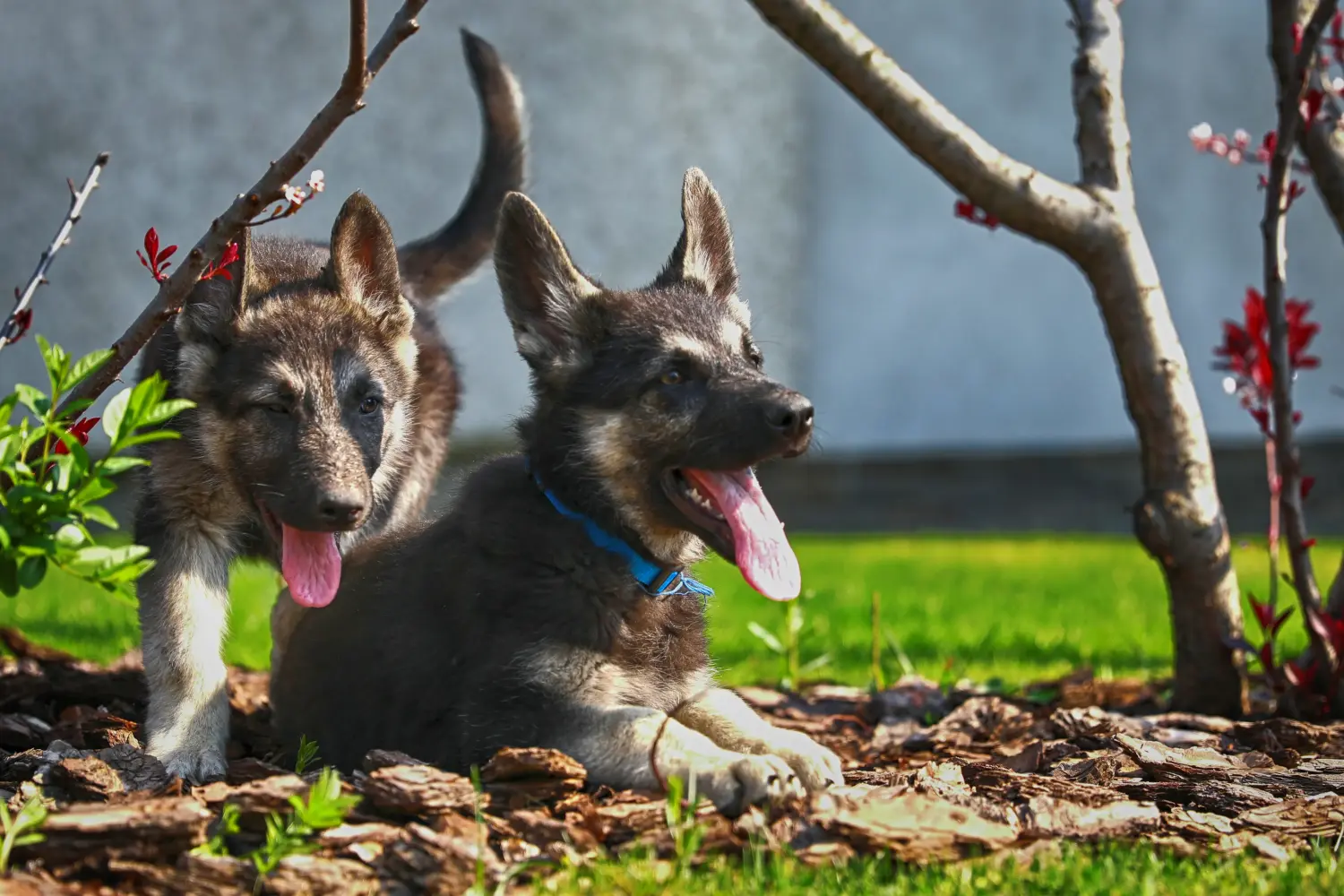 Een Oost-Europese Herder puppy kopen betekent verantwoordelijkheid nemen! Oost-Europese Herder puppy's kopen.