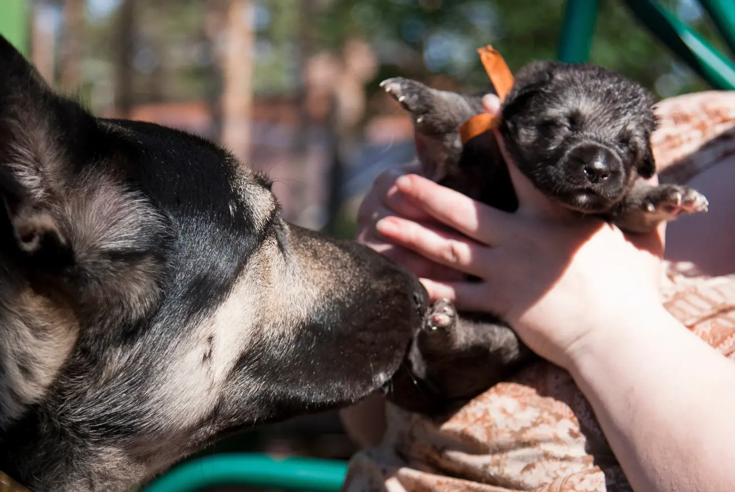 Een Oost-Europese Herder puppy kopen betekent verantwoordelijkheid nemen! Oost-Europese Herder puppy's kopen.
