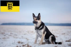 Lees meer over het artikel Oost-Europese Herdershond Fokker en Puppies in Baden-Württemberg