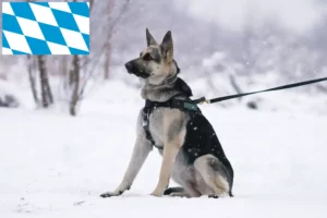 Lees meer over het artikel Oost-Europese Herdershond Fokker en Puppies in Beieren