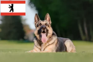Lees meer over het artikel Oost-Europese Herdershond Fokker en Puppies in Berlijn